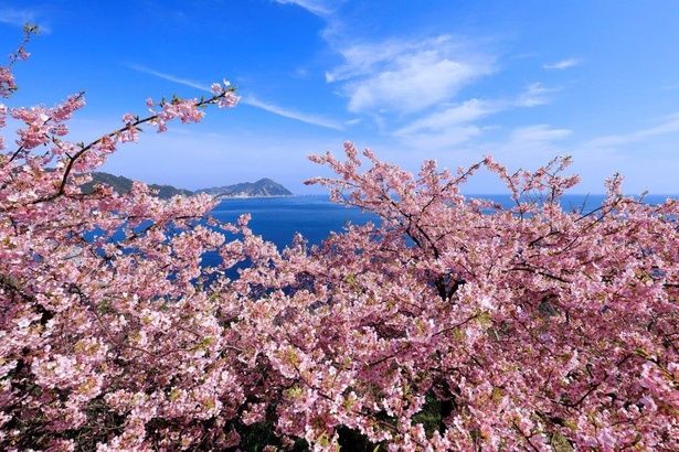 濃いピンクの花と青い海のコントラストが美しい/四浦半島の桜 画像提供：(C)Takeuchi Tomoyuki