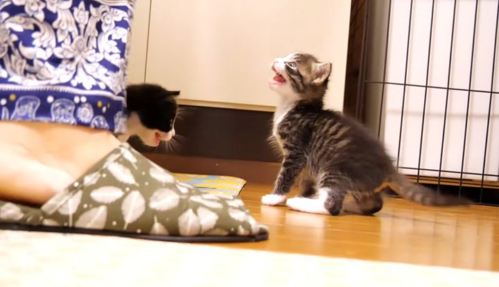 ご飯を要求する子猫達