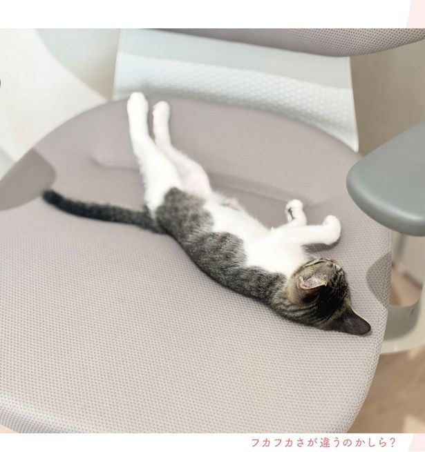 フカフカさが違うのかしら？ (C)つゆちゃんの飼い主／KADOKAWA