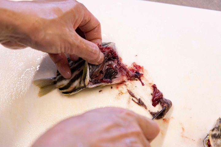 内臓を取り出す