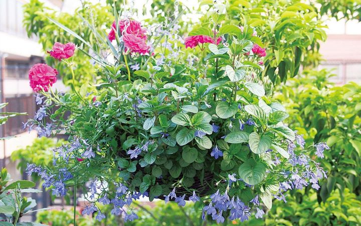 ドーム型にまとまって咲くゼラニウムは存在感のある主役。こんもり茂るミントの葉や空間を埋めるロベリアは脇役。