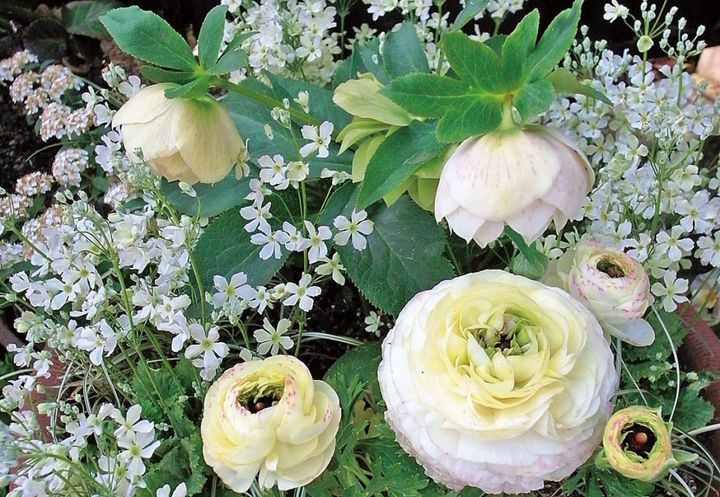 吉谷桂子さんの【寄せ植えQ&A】売られている苗の中からどんな植物を選ぶとよい？