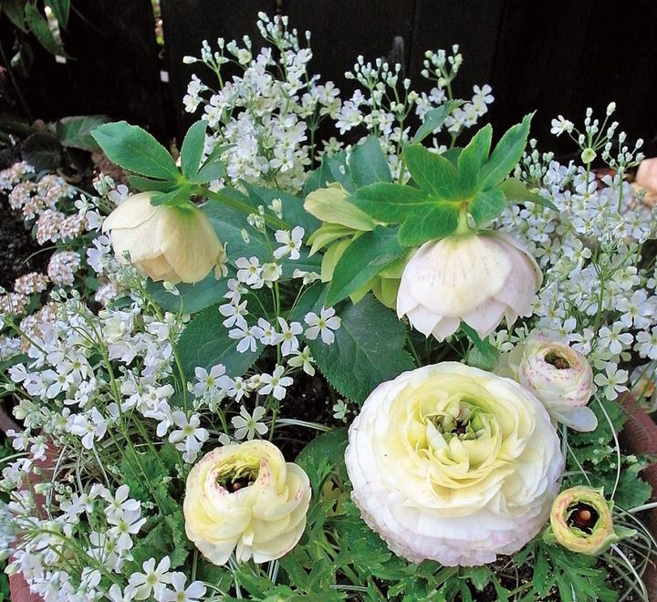 最も視線を集めるラナンキュラスがアイ・ストッピング。二番手のクリスマスローズとともに、小花のプリムラ ‘ウインティー’ との対比が鮮やか。