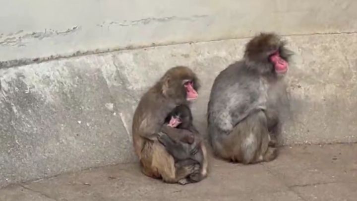 千葉県・市川市動植物園の人気者、パンチくん。パンチくんがほかのサルとのやり取りを巡る動画がSNSで拡散されたことを受け、2月20日、市川市動植物園が公式メッセージを発表しました。