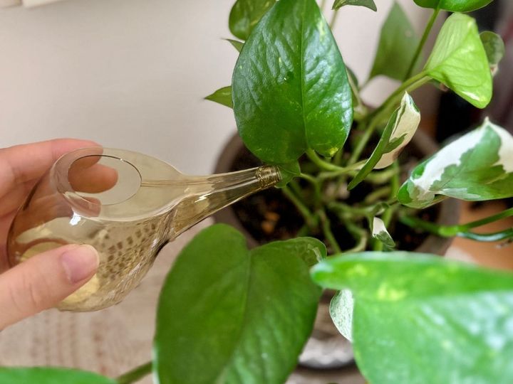 100均のじょうろ4つ買ってみた！小さいじょうろやペットボトル対応も