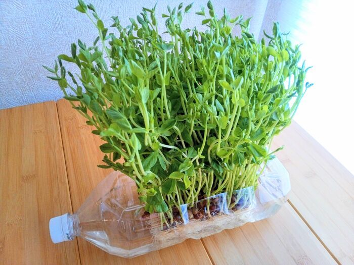 やっぱり『空ペットボトル』は万能なんです！家事＆春のお出かけで役立つ便利ワザ3つ