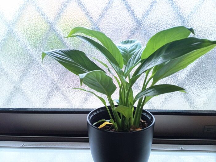 やっぱり『空ペットボトル』は万能なんです！家事＆春のお出かけで役立つ便利ワザ3つ