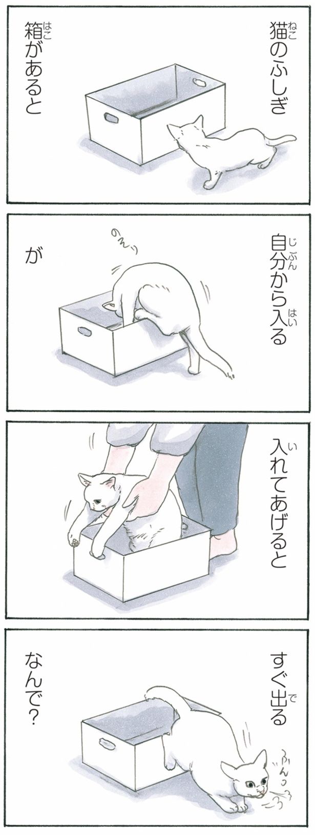 猫のふしぎ （C）にごたろ／KADOKAWA