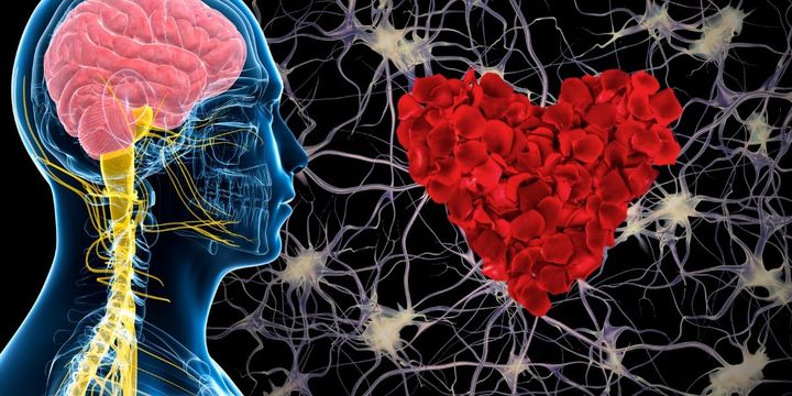 ガチ恋している人の血液は脳を育てる成分が多い