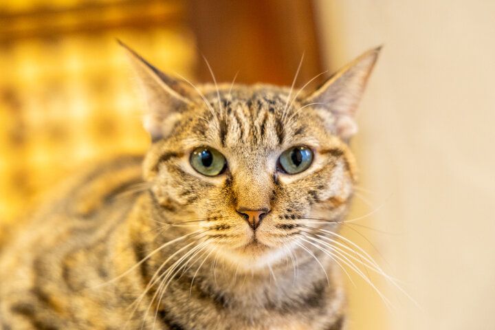 自宅のようにくつろげて、お泊りもできる♪大阪ミナミにある保護猫カフェ「ねこ浴場＆ねこ旅籠」