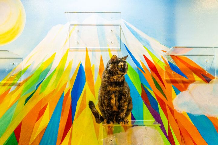 自宅のようにくつろげて、お泊りもできる♪大阪ミナミにある保護猫カフェ「ねこ浴場＆ねこ旅籠」