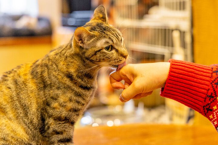 自宅のようにくつろげて、お泊りもできる♪大阪ミナミにある保護猫カフェ「ねこ浴場＆ねこ旅籠」