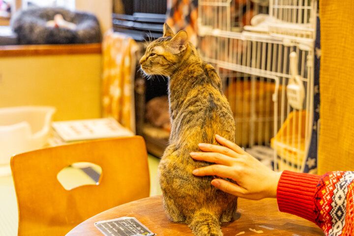 自宅のようにくつろげて、お泊りもできる♪大阪ミナミにある保護猫カフェ「ねこ浴場＆ねこ旅籠」
