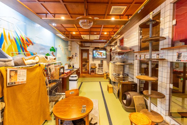 自宅のようにくつろげて、お泊りもできる♪大阪ミナミにある保護猫カフェ「ねこ浴場＆ねこ旅籠」