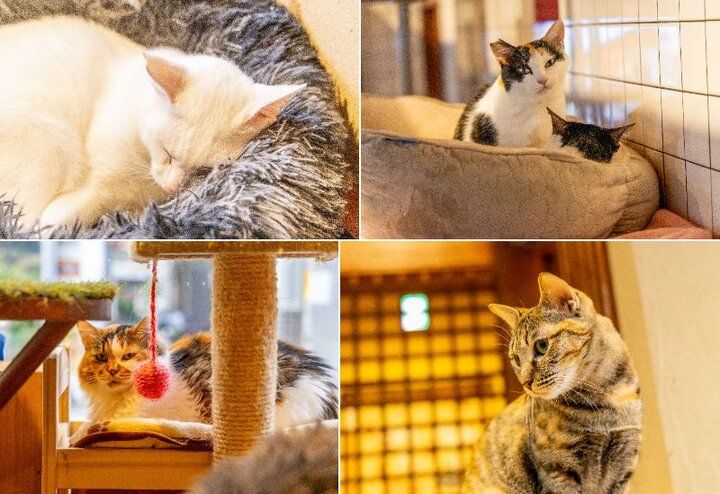 自宅のようにくつろげて、お泊りもできる♪大阪ミナミにある保護猫カフェ「ねこ浴場＆ねこ旅籠」