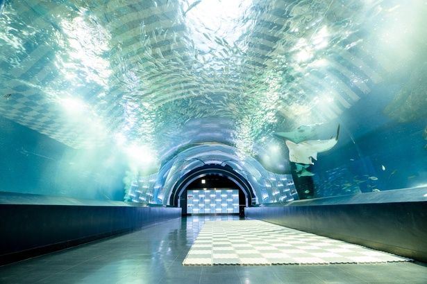 プレイマットが敷かれているので、いつもより低い視点で魚を観察できる