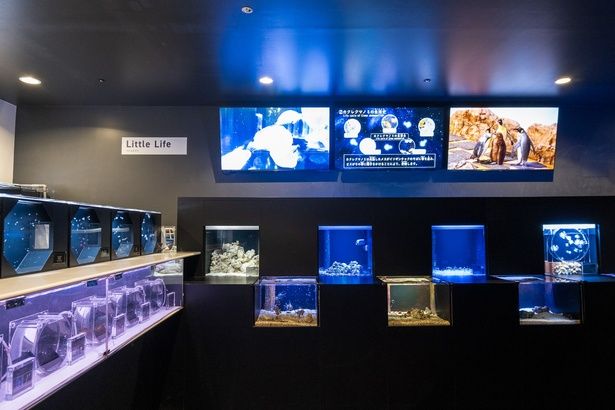 リトルライフでは、マクセル アクアパーク品川で誕生した魚たちを養殖・展示している