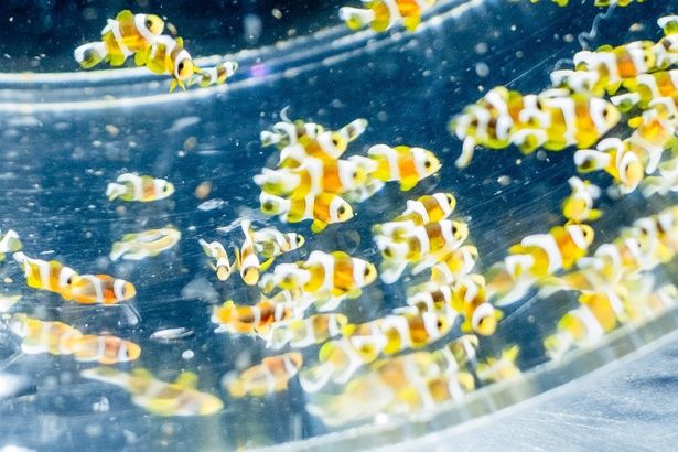 とても小さいけれど、しっかりと鮮やかな模様を見ることができる