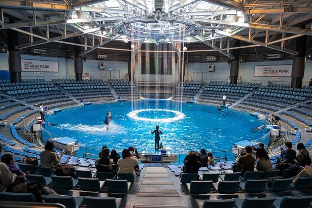 ドルフィンパフォーマンスも、少人数なのでゆっくり好きな席で楽しめる