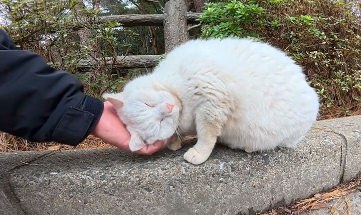 撫でられる白猫