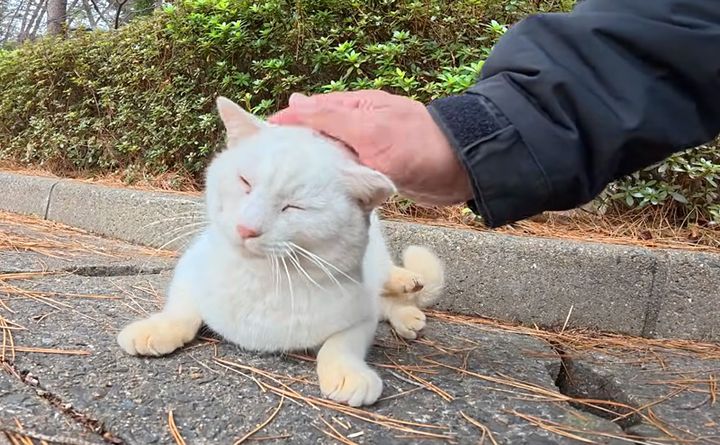 撫でられる白猫
