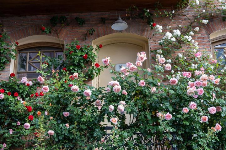 今植えれば5月に主役級！【長尺苗のつるバラ】を咲かせる植え付けポイント