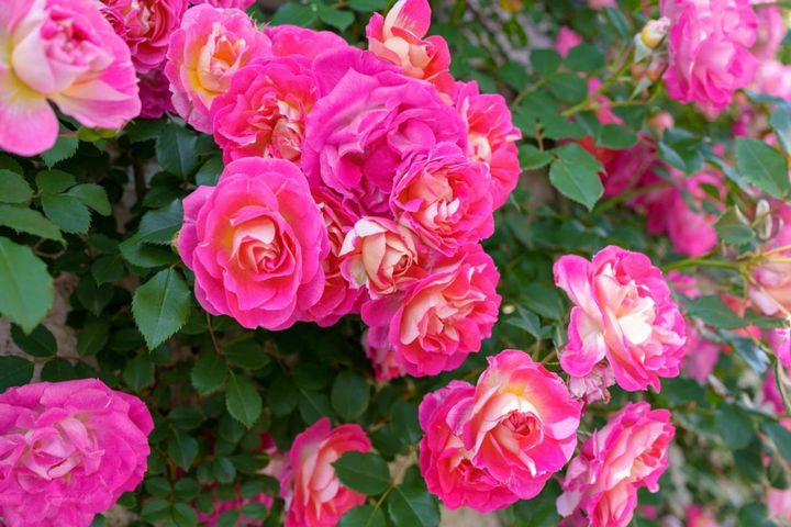 つるバラは樹勢が旺盛なものが多いので、花色が派手だと目立ちすぎることも。バランスと演出効果を考えて植え付けましょう。