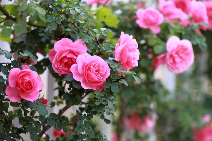 中国北部の公園に咲くバラ。中国のバラ事情はあまり知られていませんが、チャイナローズ発祥の地とあって優れたバラ庭もありそうです。