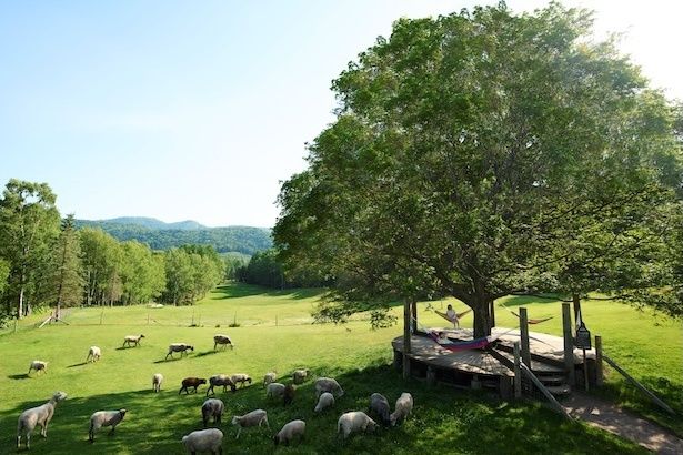 ファームエリア