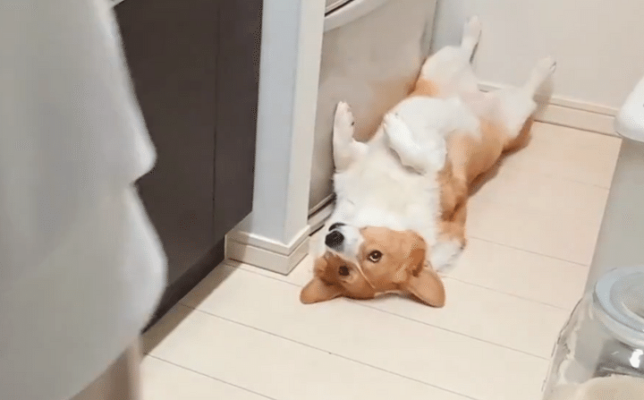 SNSのタイムラインで「喜び」や「癒やし」を感じる瞬間には、いつも動物たちの姿がありました。これまでemogramで特に反響の大きかった人気の10コンテンツを厳選し、3つの感情テーマに分けてご紹介します。関係者の話も必読です。