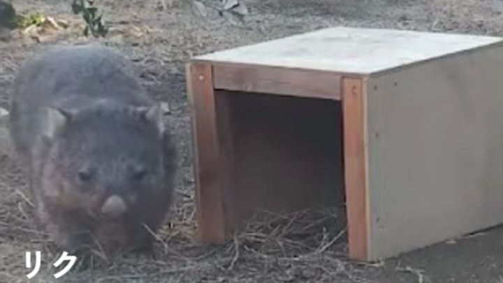 五月山動物園公式サイト「ウォンバットてれび」より