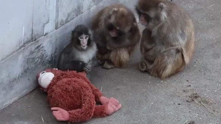 三連休の初日となった2月21日、千葉県の市川市動植物園は朝から熱気に包まれました。お目当ては、今や世界中から注目を集めるサルの「パンチくん」。