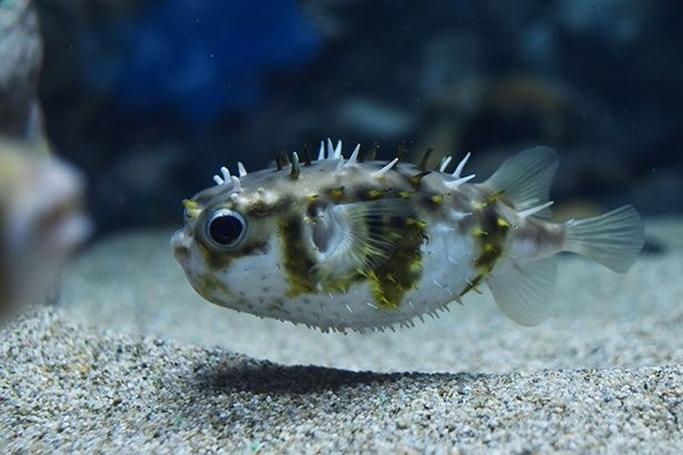 フグ(画像提供：下関市立しものせき水族館「海響館」)