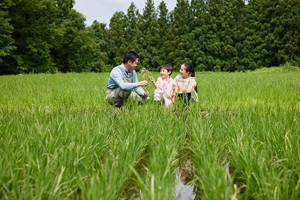 田植え、除草体験