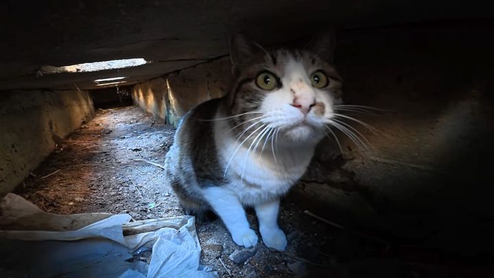 側溝に隠れた猫