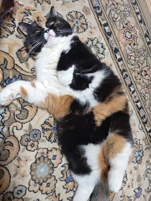 マダムリリー、ホットカーペット初体験03 画像提供：かんさび(@kansabi_kk)