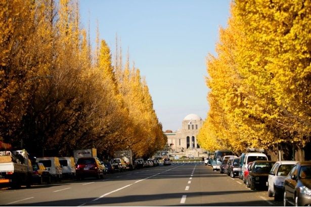 「明治神宮外苑」紅葉の季節にはイチョウ並木が美しく彩る 画像提供：明治神宮外苑