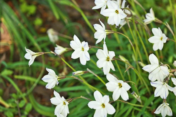 2月22日の花とは？【366日の誕生花と幸せの花言葉】
