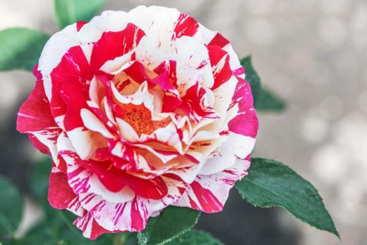 赤に白のストライプが不規則に入るバラは、ストライプローズとか斑入りと呼ばれます。同じ模様のパタ－ンがないため、思わず見入ってしまうこともしばしば。