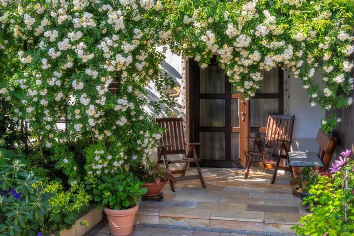 2月はバラの冬剪定の季節。誘引の計画を立て、春に備えよう！【ガーデニング】