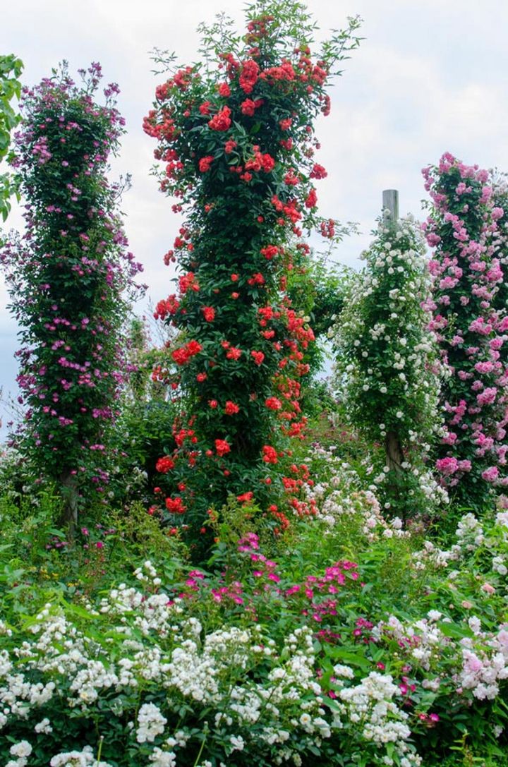 ポール仕立てにしたバラの満開の様子。自分で行うと、低いポールであってもバランスよく咲かせるのは難しい。2～３月のバラ園で枝の回し方や枝と枝の間隔を実際に確かめてみては。