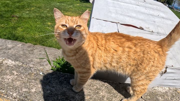 たくさん話しかけてくる猫