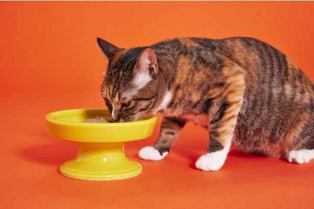 「毎日の食事」を気遣うことは愛猫への一番のラブレターなのかもしれない 【画像提供＝杉本亜衣】