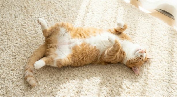 「ヘソ天」する猫の様子。※イメージ画像(図解)は、生成AIによって作成しています