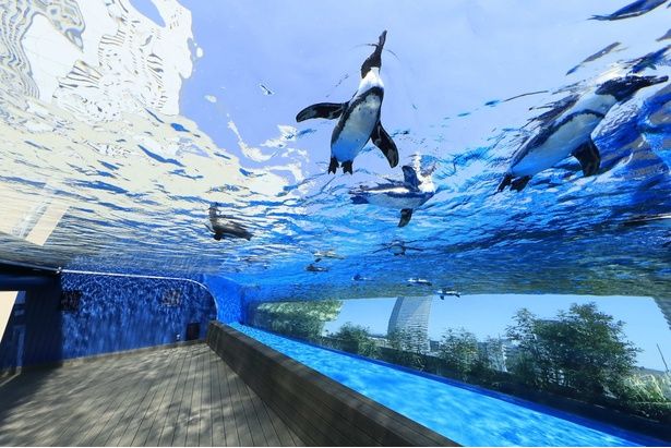 「サンシャイン水族館」大空を飛ぶように泳ぐ「天空のペンギン」 画像提供：サンシャイン水族館