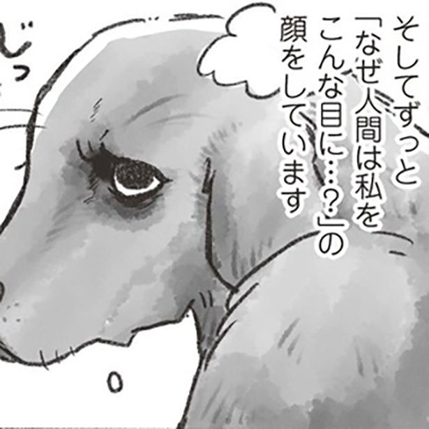 いつの間にか表情からAの感情がわかってくるように 画像提供：「老犬とつづ井」(C)つづ井／文藝春秋