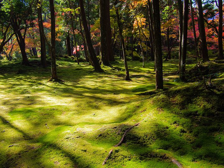 西芳寺庭園（京都）の苔の庭