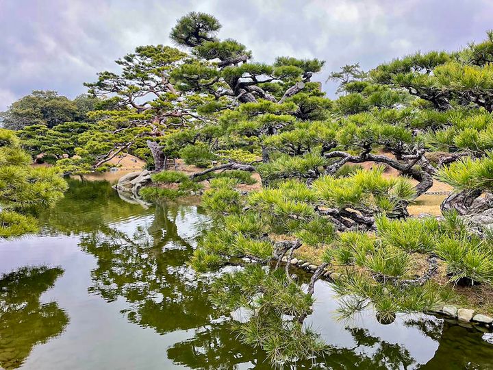 栗林公園（香川・高松市）のクロマツ