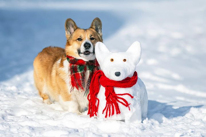 寒〜い冬こそ愛犬に薬膳を！【手づくり】血巡り改善簡単ごはんで健康サポート