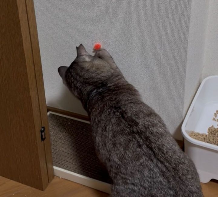 猫の飼い主にとって、悩みの種の一つでもある「おもちゃ選び」。